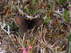 Fjällgräsfjäril (Erebia pandrose, Dewy Ringlet) Abisko.