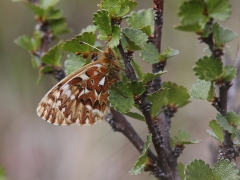 Frejas pärlemorfjäril, (Boloria freija, Freija Fritillary) Abisko.