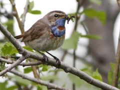 Blåhake (Luscinia svecia, Bluethroat) Abisko.