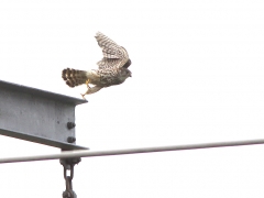 Stenfalk, hona (Falco colombarius, Merlin) Abisko.