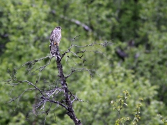 Stenfalk, hona (Falco colombarius, Merlin) Abisko.