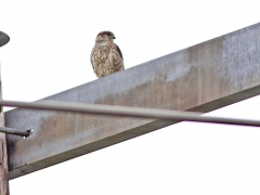 Stenfalk, hona (Falco colombarius, Merlin) Abisko.