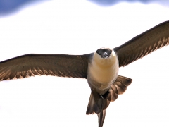 Fjällabb (Stercorarius longicaudus, Long-tailed Skua). Abisko.