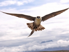 Fjällabb (Stercorarius longicaudus, Long-tailed Skua). Abisko.