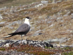 Fjällabb (Stercorarius longicaudus, Long-tailed Skua). Abisko.