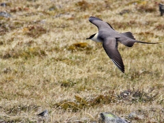 Fjällabb (Stercorarius longicaudus, Long-tailed Skua). Abisko.