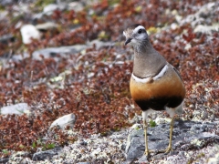 Fjällpipare (Charadrius morinellus, Eurasian Dotterel) Abisko.