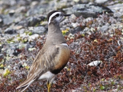 Fjällpipare (Charadrius morinellus, Eurasian Dotterel) Abisko.