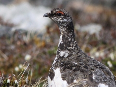 Fjällripa (Lagopus muta, Rock Ptarmigan) Abisko.