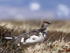 Fjällripa (Lagopus muta, Rock Ptarmigan) Abisko.