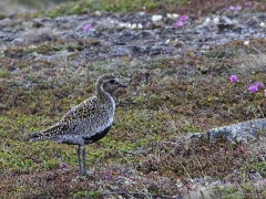 Ljungpipare (Pluviales apricaria, Eur. Golden Plover) Abisko.