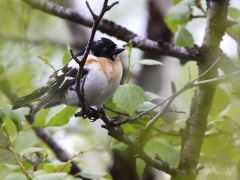 Bergfink (Fringilla montifringilla, Brambling) Torne Träsk.