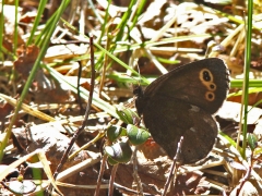 Gulringad gräsfjäril (Erebia embla, Lapland Ringlet)  Vi lyckades i vårt andra försök att hitta den här rara fjärilen. Kurravaara.