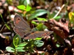 Gulringad gräsfjäril (Erebia embla, Lapland Ringlet) En gräsfjäril som enligt faktaböckerna nästan aldrig visar översidan. Kurravaara.