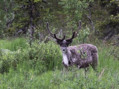 Ren (Rangifer tarandus) en av många som vi såg på väg söderut.