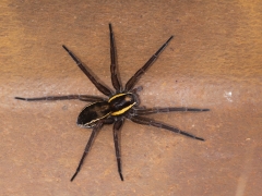 Kärrspindel (Dolomedes fimbriatus) är en av våra största spindlar. Den här kröp omkring på en järnvägsräls.