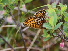 Svartringlad pärlemorfjäril (Boloria eunomia, Bog Fritillary).