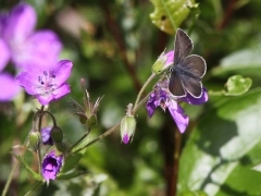 Brun blåvinge (Aricia eumedon, Geranium Argus) Assemyrvallen, Klövsjö. Jmt.