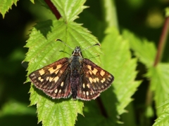 Gulfläckig glanssmygare, hona (Carterocephalus palaemon, Chequered Skipper) Assemyrvallen, Klövsjö. Jmt.