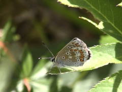 Midsommarblåvinge (Aricia artaxerxes, Northern Brown Argus) Fjärilsvägen, Grinduga, Gävle, Gästrikland.