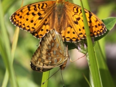 Ängspärlemorfjäril (Argynnis aglaja, The Dark Green Fritillary) Fjärilsvägen, Grinduga, Gästrikland.