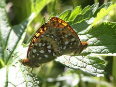 Ängspärlemorfjäril (Argynnis aglaja, The Dark Green Fritillary) Fjärilsvägen, Grinduga, Gästrikland.