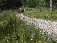 Fjärilsvägen i Grinduga, Gävle, Gästrikland.