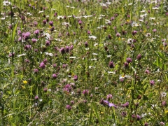 Fjärilsvägen, Grinduga, Gävle, Gästrikland. Omsorgsfullt skötta vägkanter skaper en enorm blomsterprakt och artrikedom.