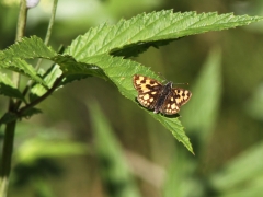 Svartfläckig glanssmygare (Carterocephalus silvicola, Northern Checquered Skipper) Fjärilsvägen, Grinduga, Gästrikland.