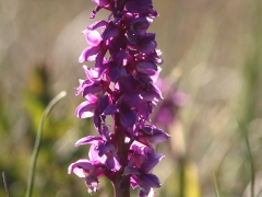 Sankt Pers nycklar (Orchis mascula) Öland.