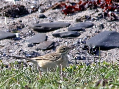 Fältpiplärka (Anthus campestris, Tawny Pipit)  Vindskyddet, Södra Udden, Öland.