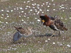 Brushane (Calidris Pugnax,  Ruff) Fyrvägen, Södra Udden, Öland.