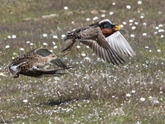 Brushane (Calidris Pugnax,  Ruff) Fyrvägen, Södra Udden, Öland.