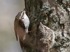 Trädkrypare med unge ( Certhia familiaris, Eurasian Treecreeper) Albrunna, Öland.