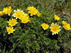 Våradonis (Adonis vernalis) Albrunna, Öland.