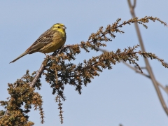 Gulsparv (Emberiza citrinella,  Yellowhammer) Albrunna, Öland.