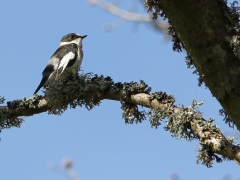 Halsbandsflugsnappare, hane (Ficedula albicollis, Collered Flycatcher) Beijershamn, Öland.