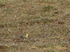 Citronärla,hane (Motacilla citreola, Citrine Wagtail) Beijershamn, Öland.