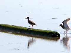 Rödbena (Tringa totanus Common, Redshank)  Beijershamn, Öland.