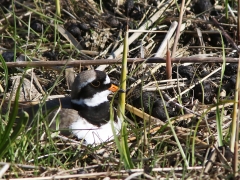 Större strandpipare (Charadrius dubius,  Common Ringed Plover) Beijershamn, Öland.