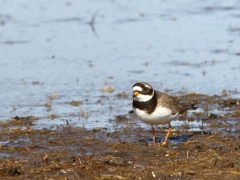 Större strandpipare (Charadrius dubius,  Common Ringed Plover) Beijershamn, Öland.