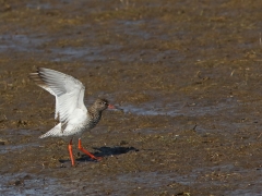 Rödbena (Tringa totanus, Common Redshank) Beijershamn, Öland.