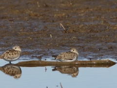 Mosnäppa (Calidris temminckii, Temminck's Stint) Beijershamn, Öland.