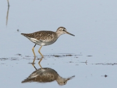 Grönbena (Tringa glareola, Wood Sandpiper) Beijershamn, Öland.