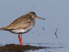 Rödbena (Tringa totanus, Common Redshank) Beijershamn, Öland.