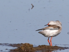 Rödbena (Tringa totanus, Common Redshank) Beijershamn, Öland.