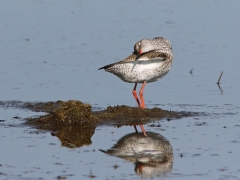 Rödbena (Tringa totanus, Common Redshank) Beijershamn, Öland.