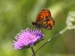 Älggräspärlemorfjäril (Brenthis ino, Lesser Marbled Fritillary) Grinduga, Gävle, Gstr.