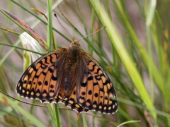 Ängspärlemorfjäril (Argynnis aglaja, Dark Green Fritillary) Horna, Åhus, Sk.