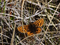 Frejas pärlemorfjäril (Boloria freija, Freija fritillary) Kurravaara, Jukkasjärvi, T lpm.